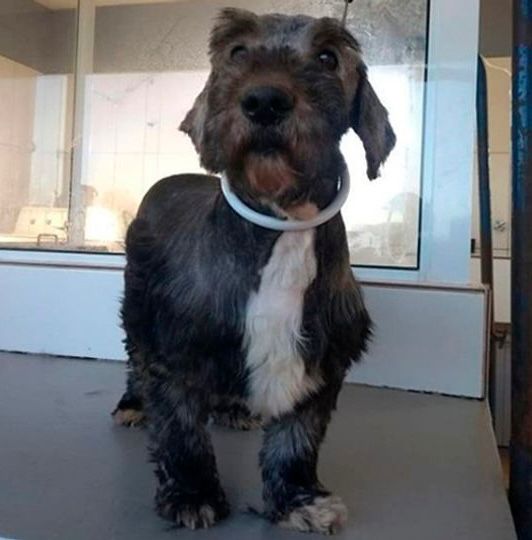 O mesmo cão após tratamento, com pelagem recuperada, usando colar de proteção no ambiente de cuidados