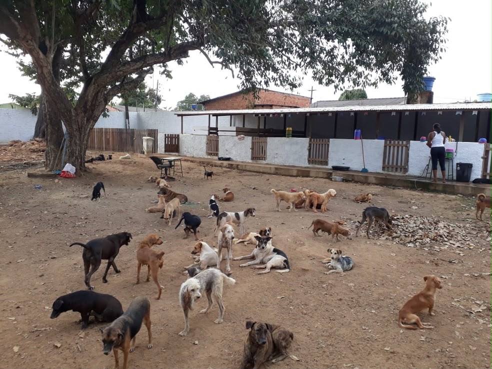 Abrigo da FUNDAÇÃO PATINHA FELIZ com vários cães em um ambiente seguro de convivência