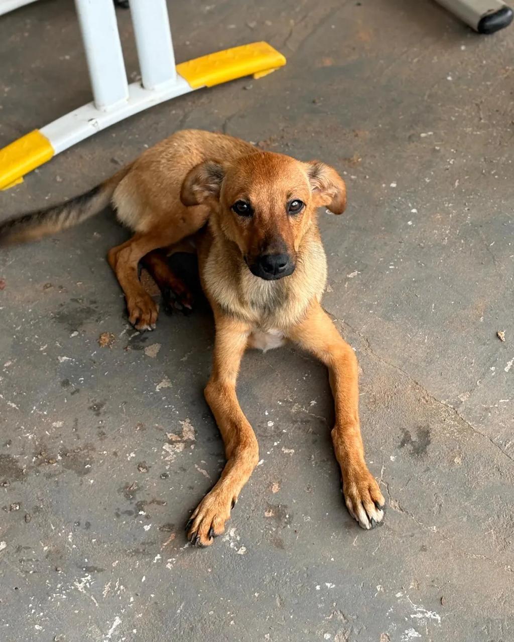 MEL, cachorra resgatada pela FUNDAÇÃO PATINHA FELIZ
