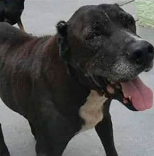 O mesmo cão após a recuperação, saudável, com peso recuperado e expressão tranquila