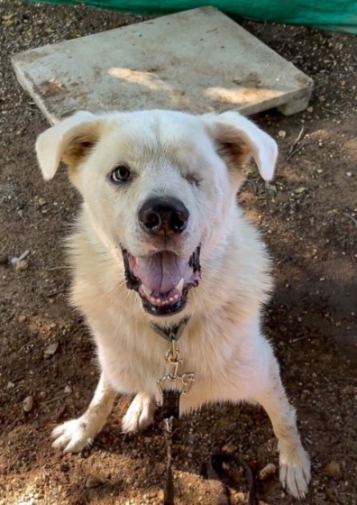 BENTO, cão resgatado pela FUNDAÇÃO PATINHA FELIZ
